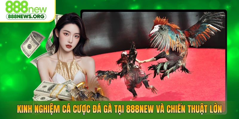 Kinh Nghiệm Cá Cược Đá Gà Tại 888NEW Và Chiến Thuật Lớn